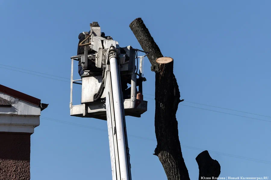 Дятлова: в Калининграде на Портовой проведут обрезку около 100 деревьев