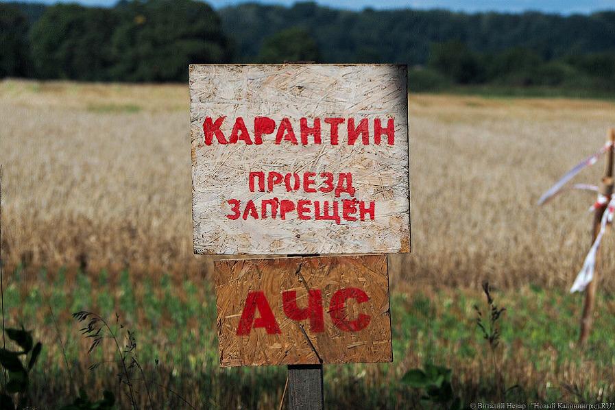 Суд отказал в компенсации 93 млн трат правдинских свиноводов на ликвидацию последствий АЧС
