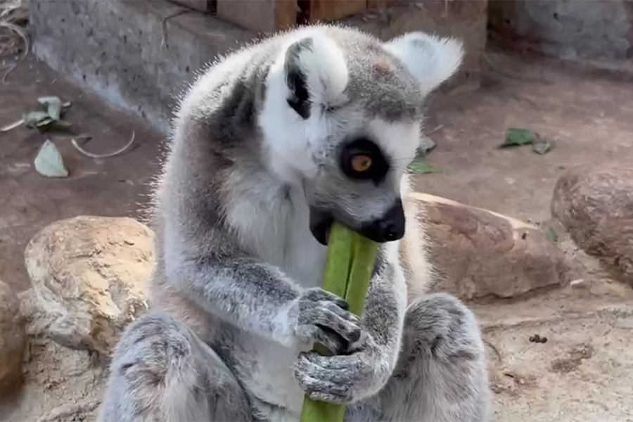 В зоопарке показали «когнитивное обогащение» лемуров при «добыче» винограда (видео)