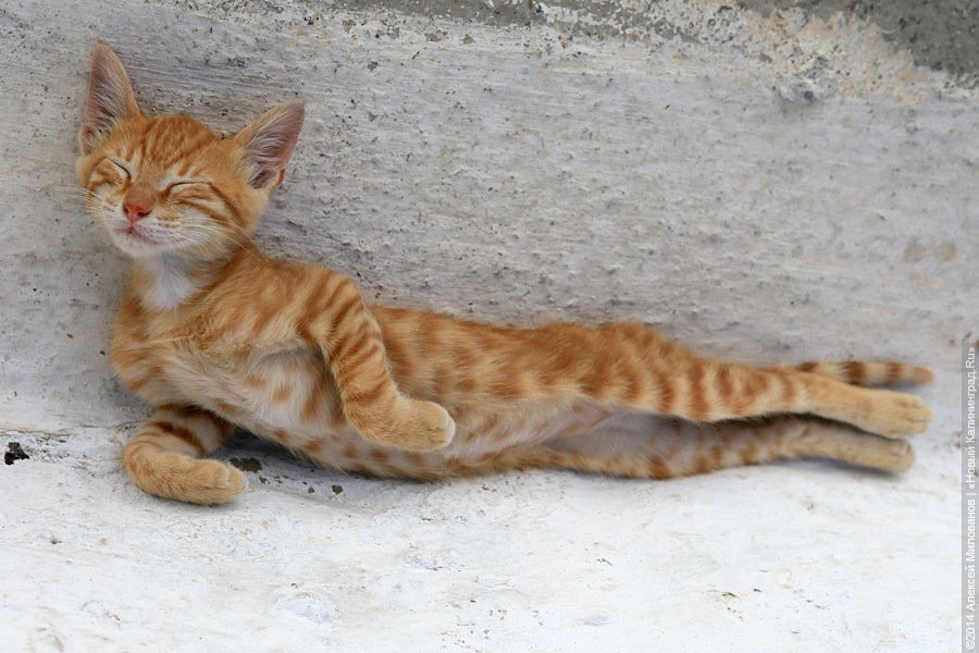 В Зеленоградске установили домик для котиков (видео)