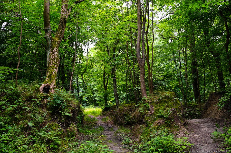 Власти отказались раскрывать протокол слушаний по застройке зеленой зоны в Калининграде