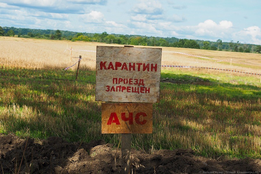 Вирус АЧС обнаружен на втором по величине свинокомплексе региона