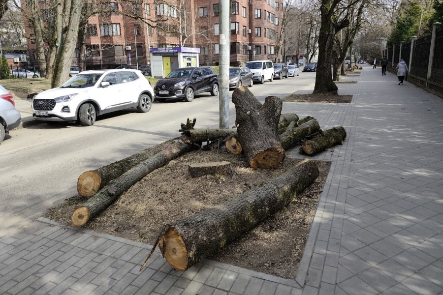 В Калининграде на улице Чайковского вырубили 10 лип, ясень и клён (фото)