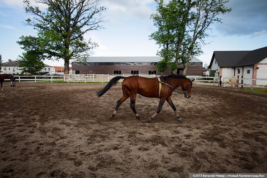 В нацпарке «Куршская коса» намерены развивать конный туризм и иппотерапию
