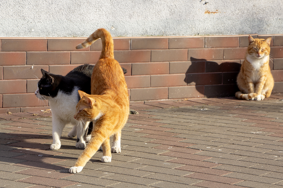 «Наконец-то выбрались из холода»: прогноз погоды в Калининграде на неделю