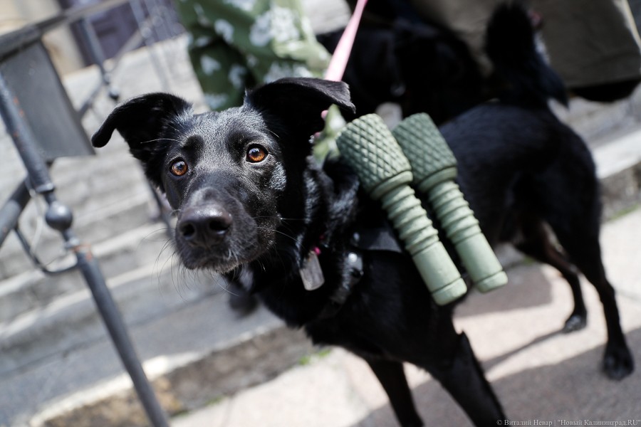 Псы с гранатами: в Калининграде прошел «Лохматый полк» (фото)