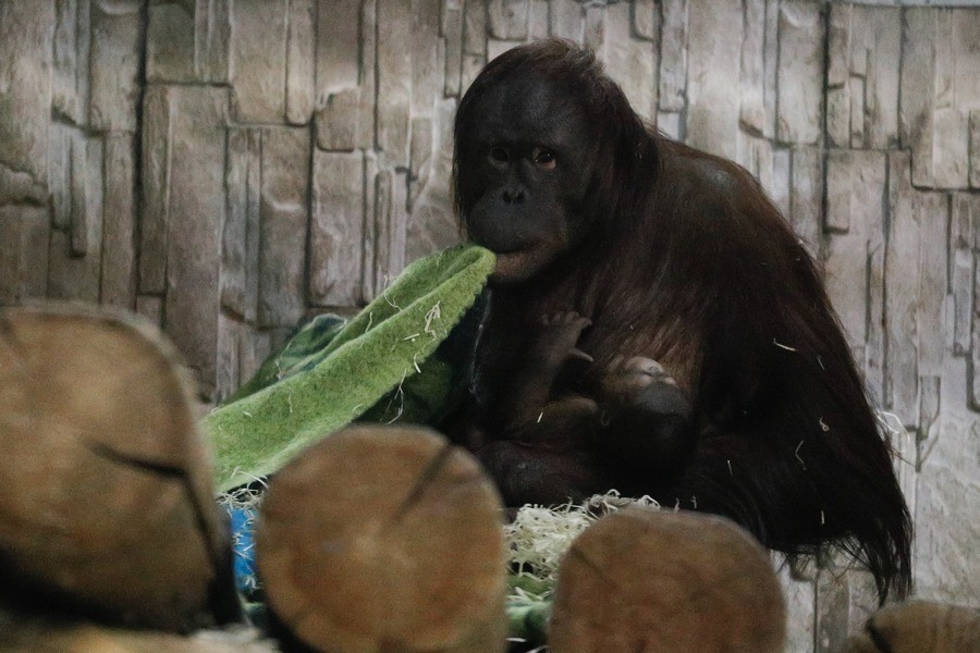 В Калининградском зоопарке самка орангутана показала новорождённого малыша (фото)