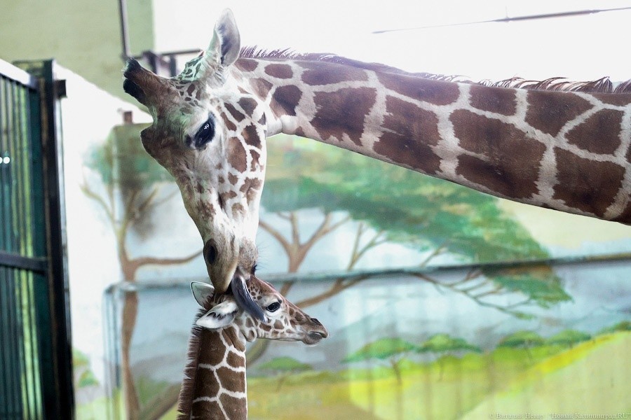 Калининградский зоопарк ищет новый дом для родившегося в ноябре жирафёнка  
