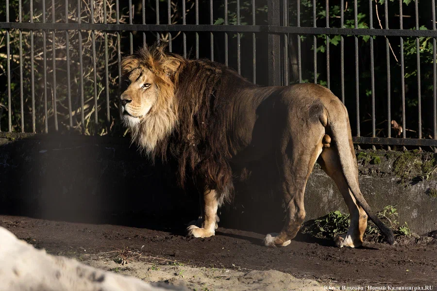 Во взаимоотношениях между львами в Калининградском зоопарке наметился прогресс (видео)