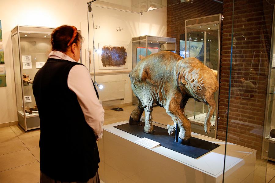 Музею Мирового океана подарили копию мамонтёнка Любы