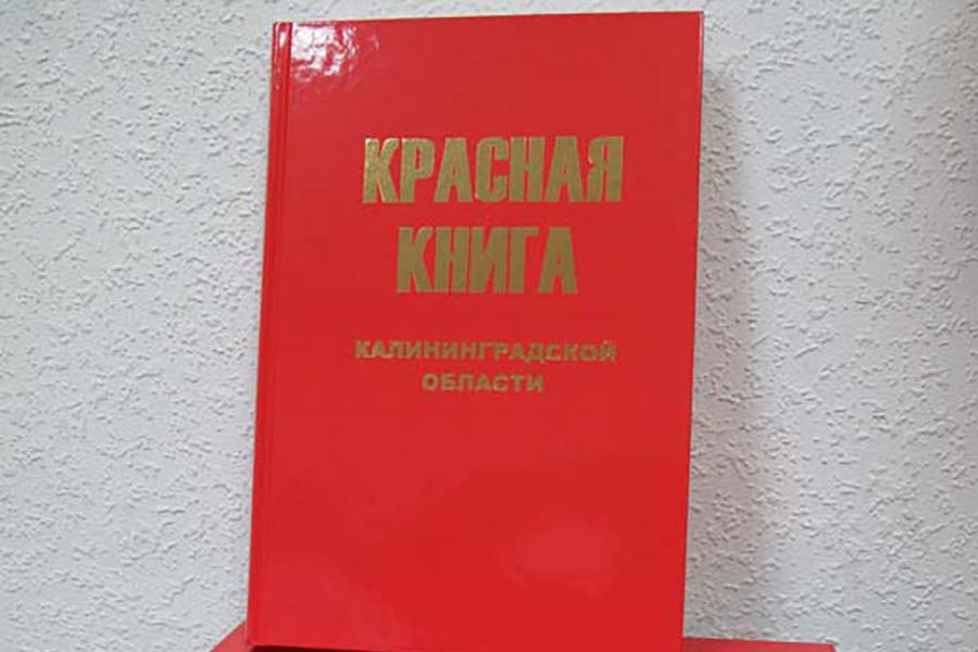 На второе издание Красной книги Калининградской области выделили 5,5 млн рублей