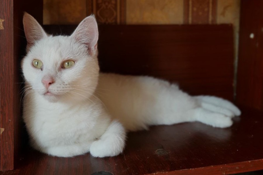 После пожара на ул. Ангарской волонтеры разыскивают шестерых котов (фото)