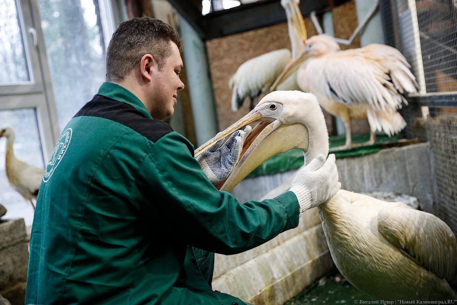 «От яйца!»: проект Калининградского зоопарка попал в топ Фонда Потанина