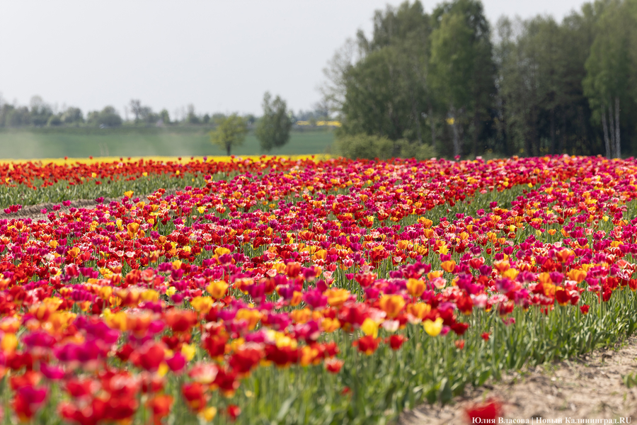 В Калинково открыли для посетителей тюльпановое поле (фото)