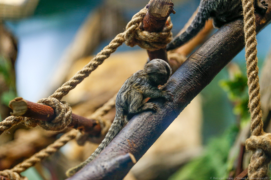 Само очарование: «фотосессия» семейства игрунок в Калининградском зоопарке 
