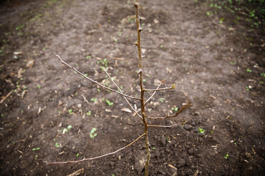 Власти области предлагают многодетным выбирать между землей и деньгами