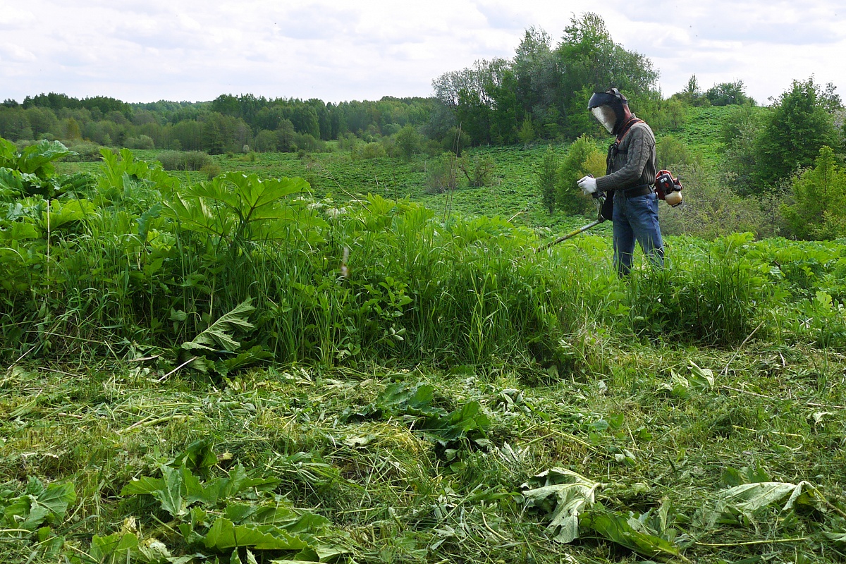 Власти Калининградской области объявили о пятилетке борьбы с борщевиком