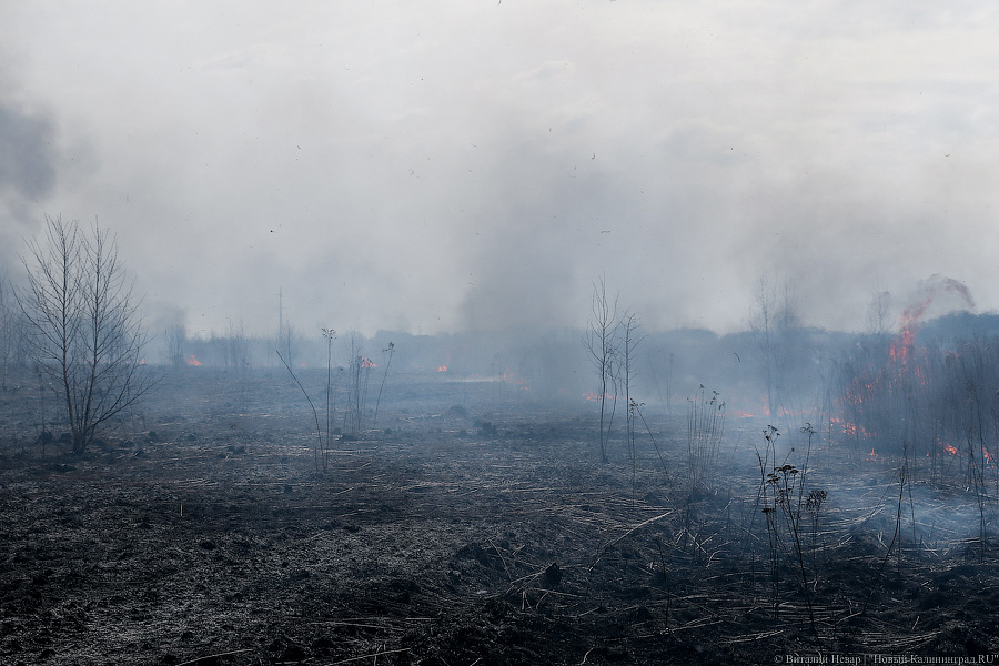 В Калининградской области устанавливают особый противопожарный режим