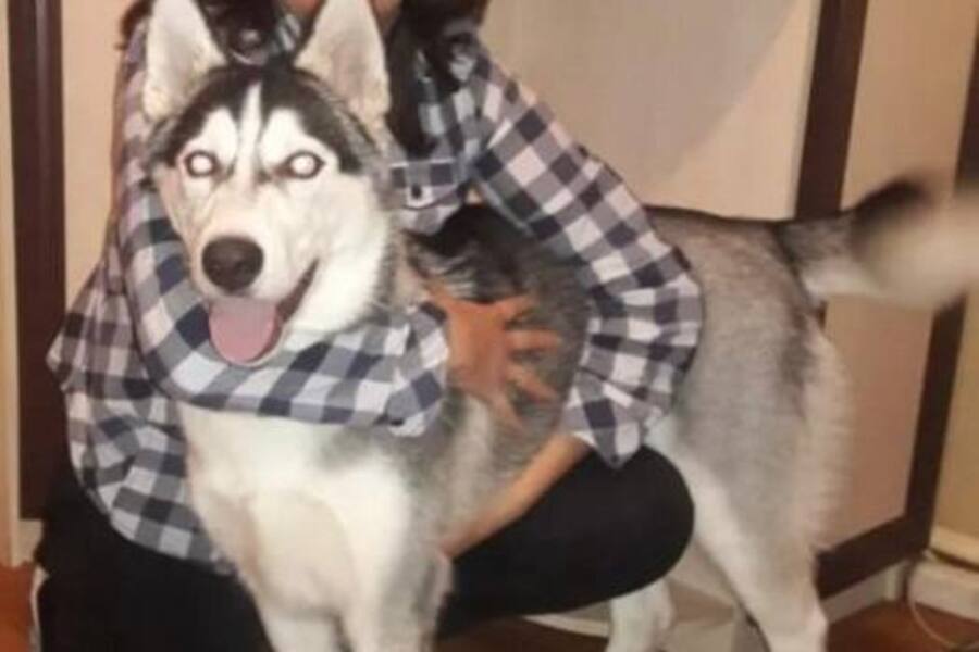 Хозяйку умершей собаки намерены судить за жестокое обращение с животным