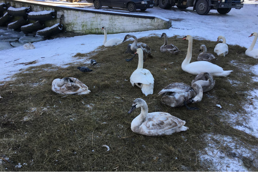 В Балтийске открыли пункт обогрева замерзающих лебедей