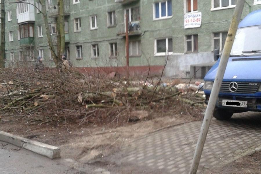 В Ленинградском районе Калининграда рубят старые деревья