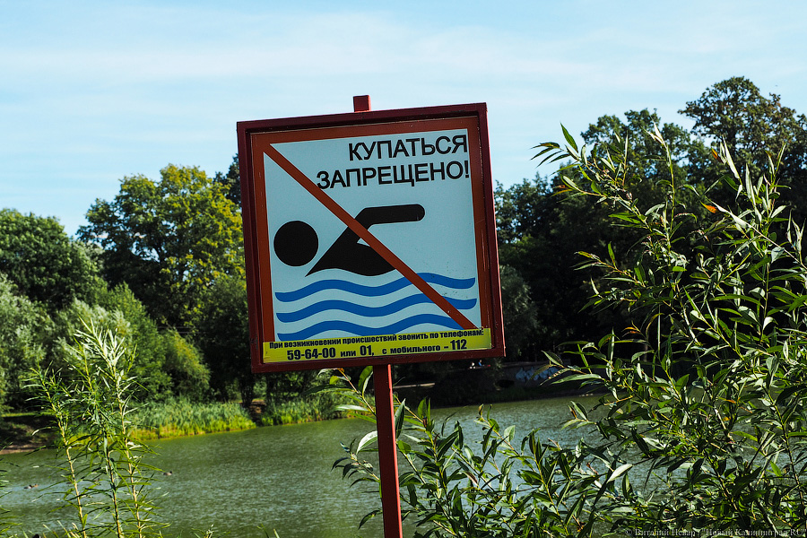 Власти Янтарного решили запретить купание в Синявинском озере