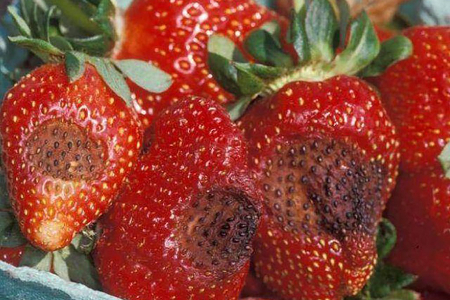 В регионе установили карантинную фитосанитарную зону по антракнозу земляники (фото)