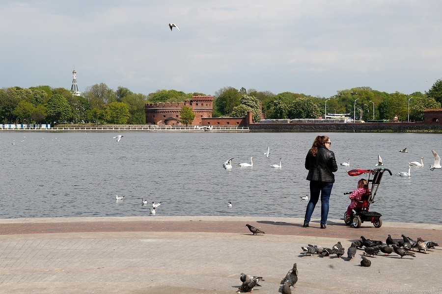 Из калининградских озер в пятницу вытащили трупы еще двух лебедей 