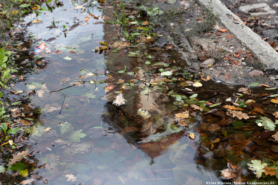 Потепление, дожди и сильный ветер: прогноз погоды в Калининграде на выходные