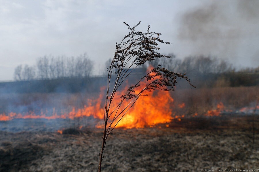 МЧС заявило о росте числа травяных палов в Калининградской области