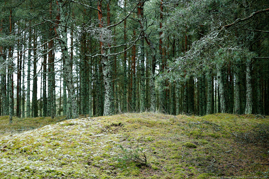 «Лежал в лесу без сознания»: на Куршской косе нашли пропавшего музыканта Сергея Пахомова