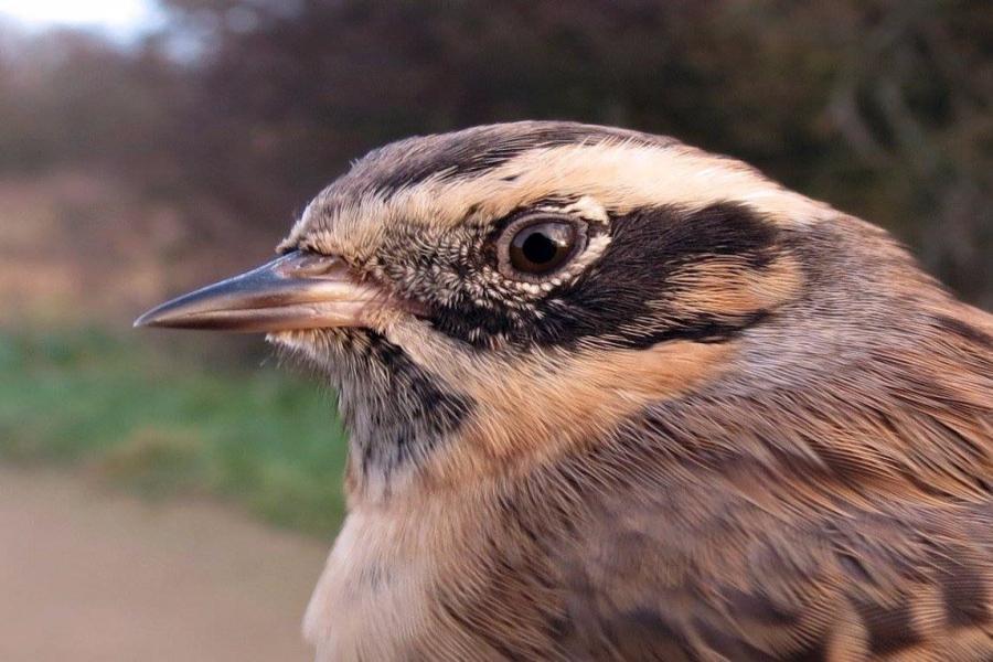 Орнитологи нашли в Литве новый вид птиц (фото)