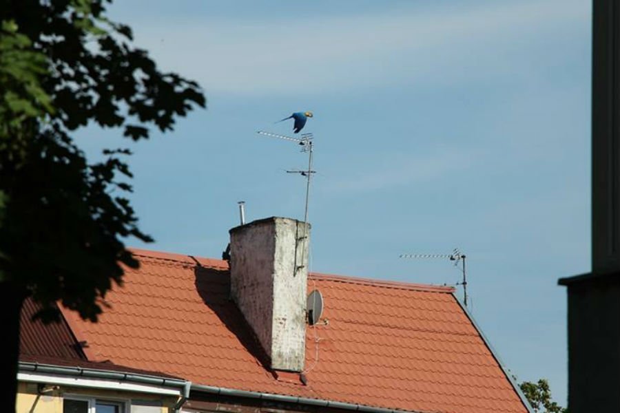 В Калининграде сотрудники зоопарка третий день пытаются поймать сбежавшего попугая