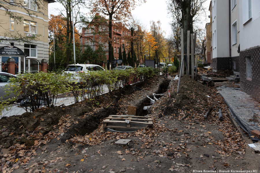 Жители улицы Пугачева не дали строителям перерубить ни одного корня растущему у дома дубу (фото)