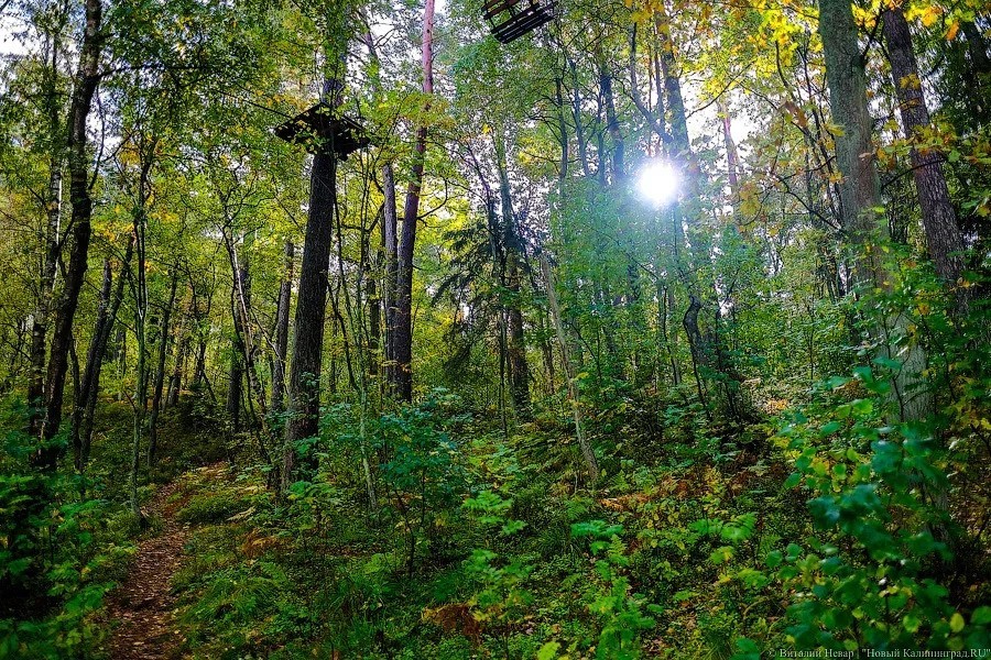 Власти Калининграда выделяют деньги на обустройство «тропы здоровья» в Чкаловске