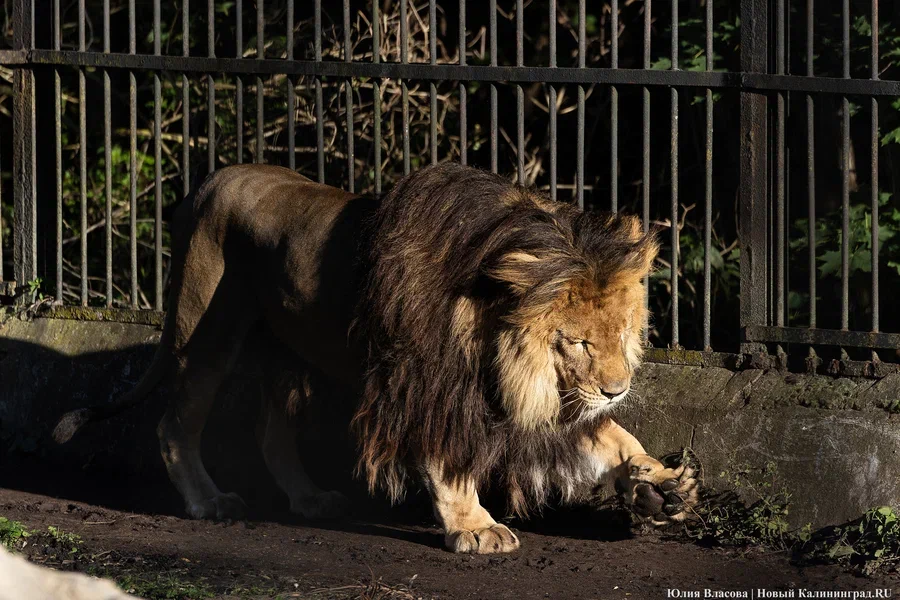 В Калининградском зоопарке рассказали, как «исправляют поломанных львов» (видео)