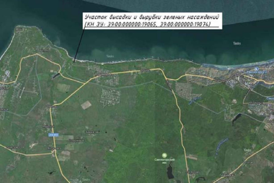 При благоустройстве спуска к Филинской бухте планируют вырубить 130 деревьев