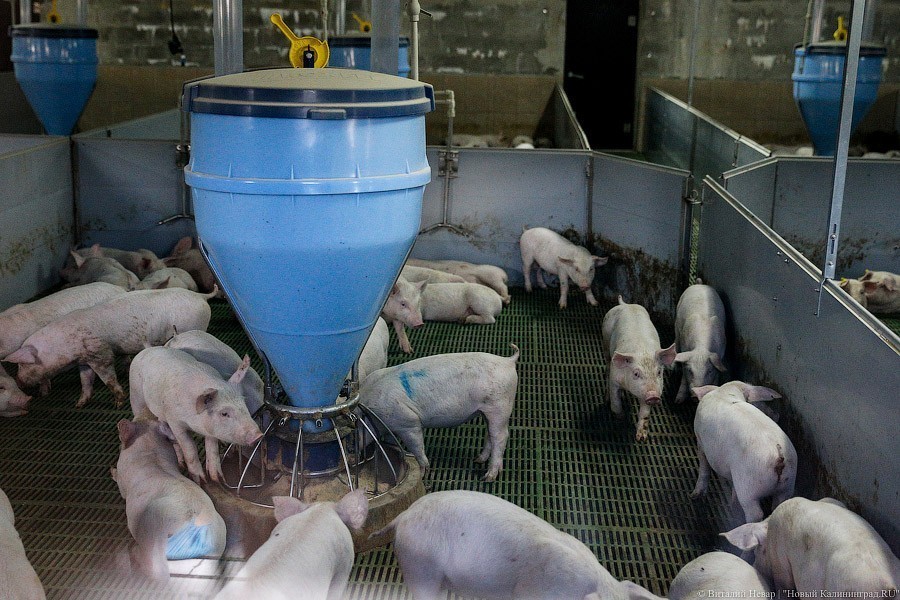 В области развели рекордное число свиней за постсоветскую историю