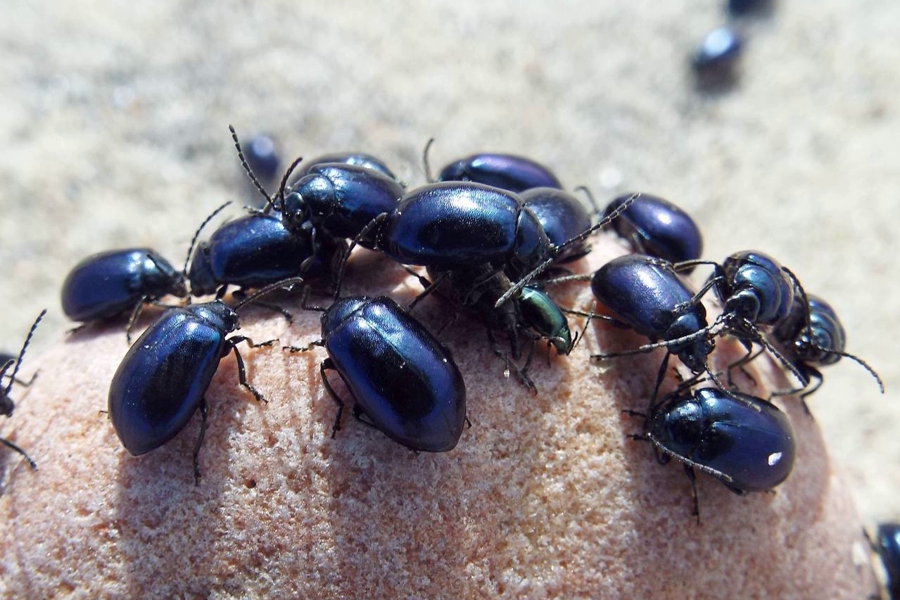 На Куршскую косу произошло нашествие жуков-козявок (фото)