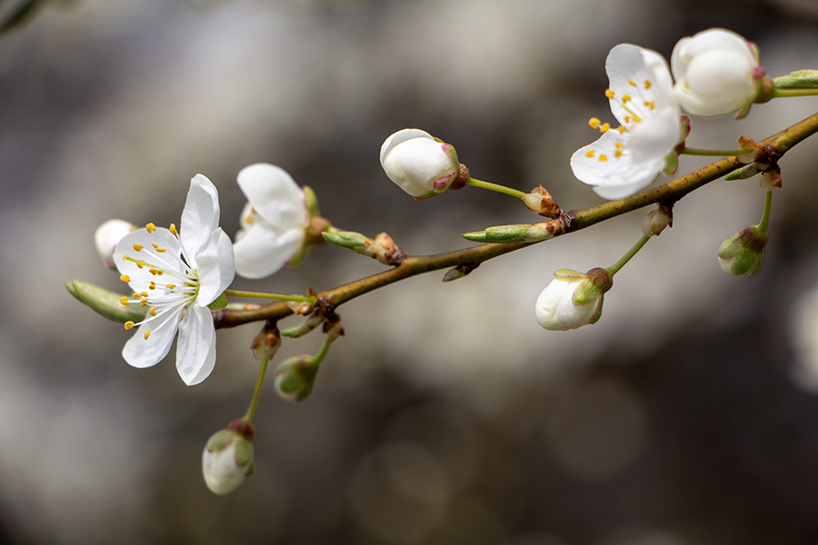 Сухо, солнечно и прохладно: погода в Калининградской области 20 апреля