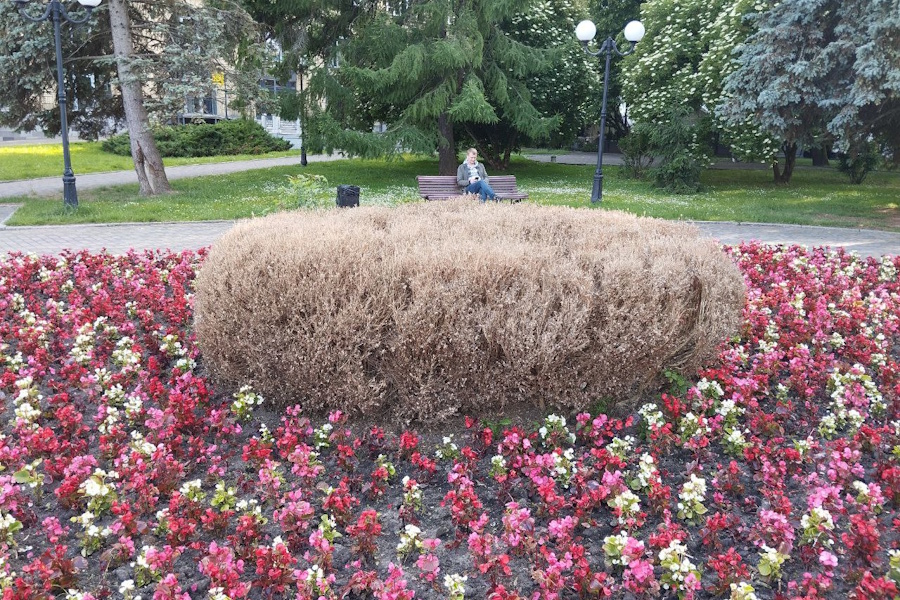 В мэрии Калининграда сообщили, что городские самшиты уничтожает новый вредитель (фото)