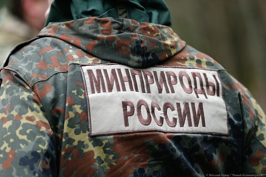 Минприроды намерено увеличить штат лесников в России на 8 тысяч человек