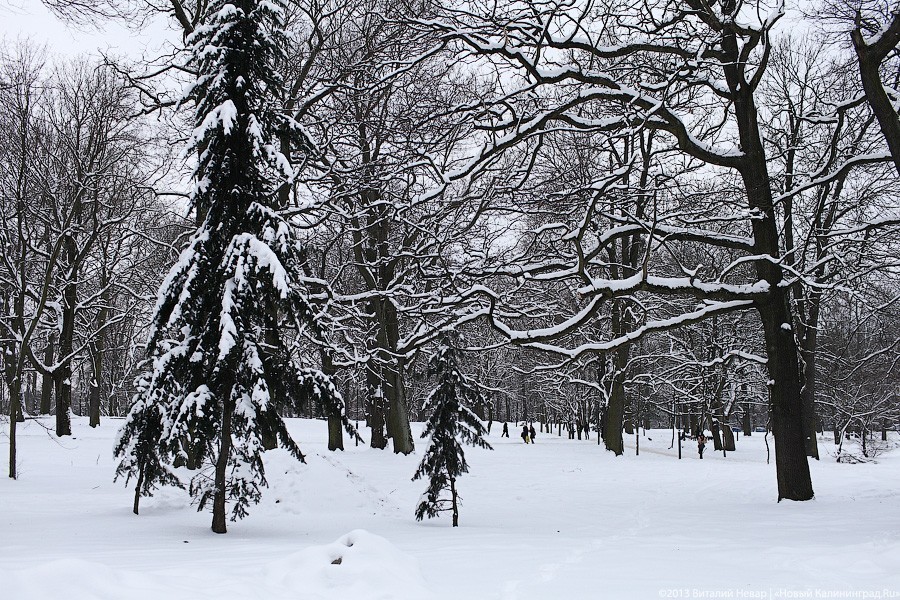 В Калининградской области третий раз за зиму выпал снег (фото)