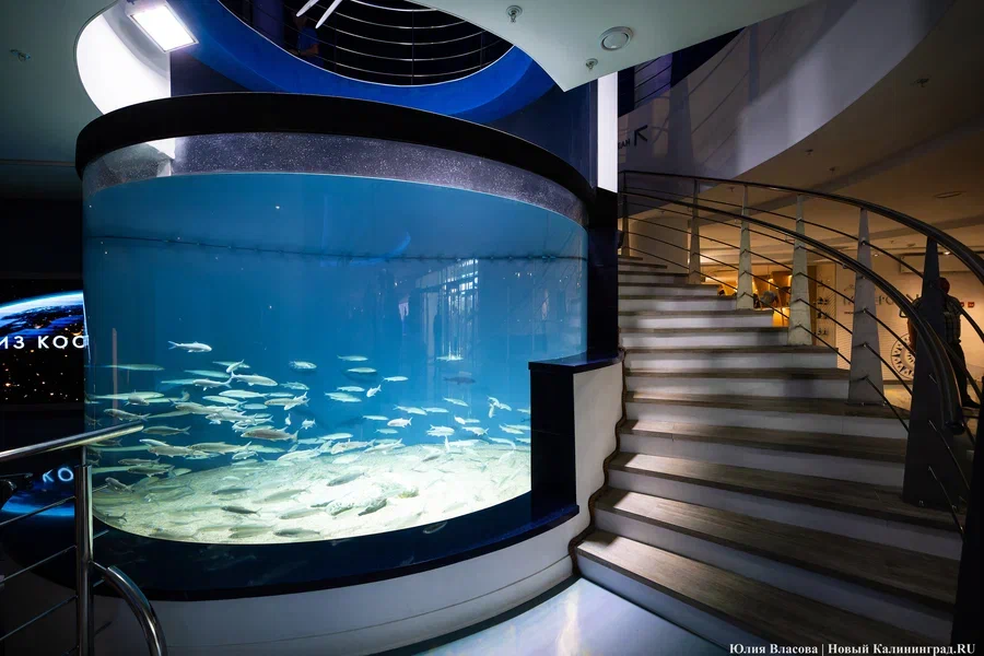 ММО выделяет более 123 млн на второй этап создания экспозиции «Планета Океан»