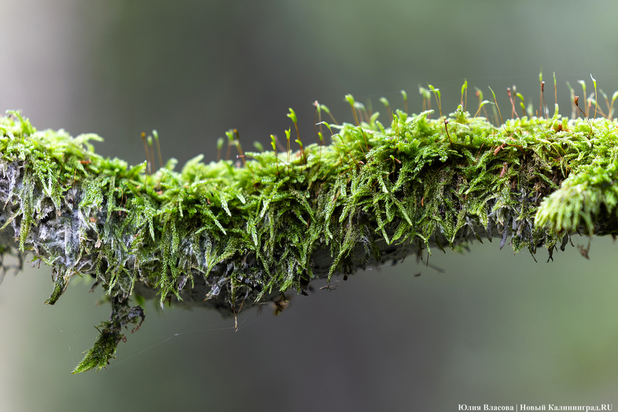 Площадь посадки деревьев в Калининградской области превысила 115 гектаров 