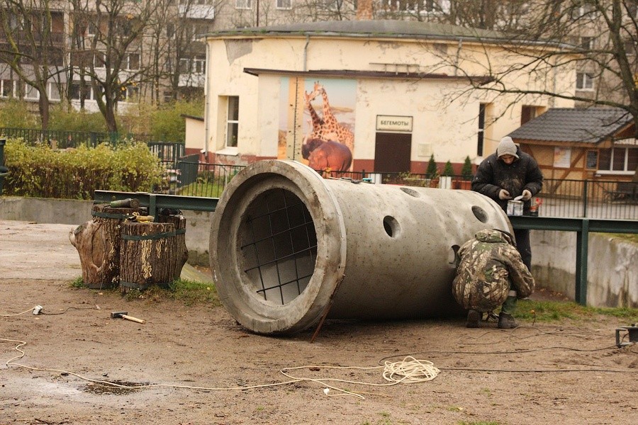 Слонихе в калининградском зоопарке сделали «игрушку» из бетонной трубы