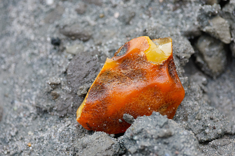 В балтийском янтаре нашли цветок возрастом 38 млн лет