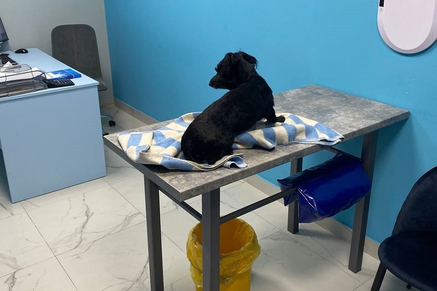 Направлено в суд дело калининградца, избившего молотком собаку своей матери