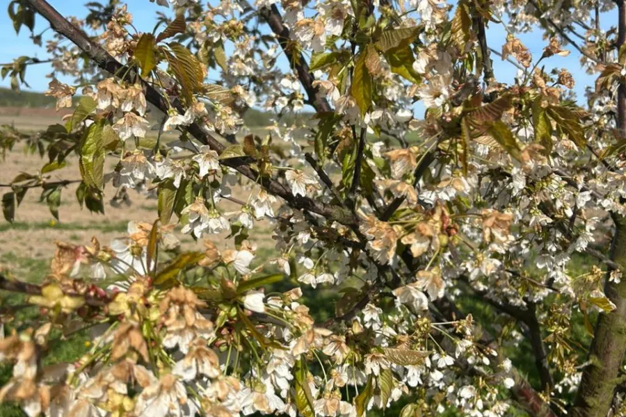 Региональный минсельхоз намерен ввести режим ЧС из-за последствий заморозков