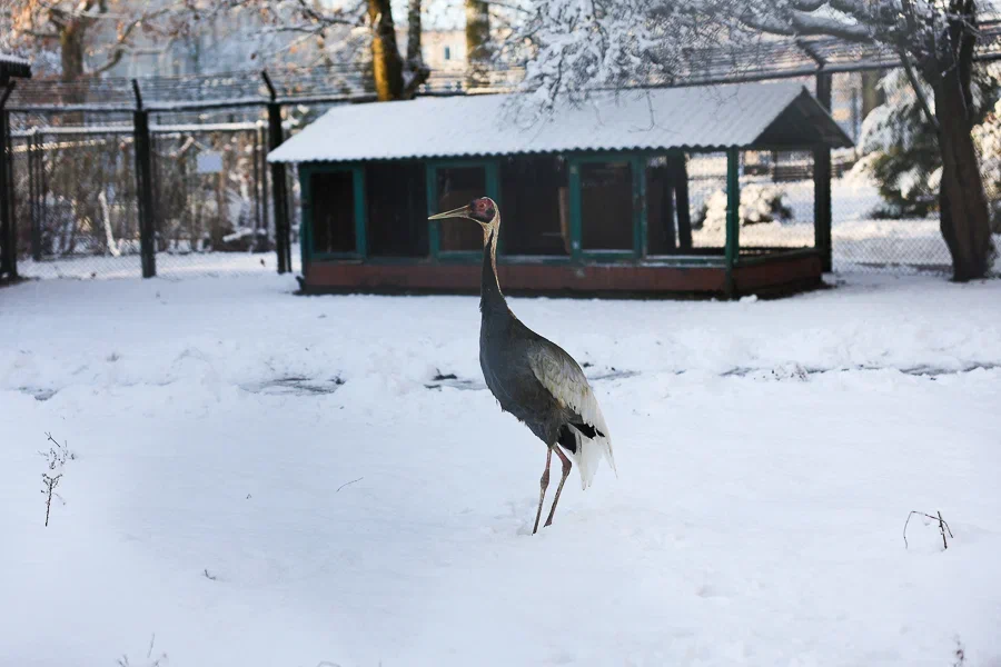 Калининградский зоопарк сообщил о временном закрытии